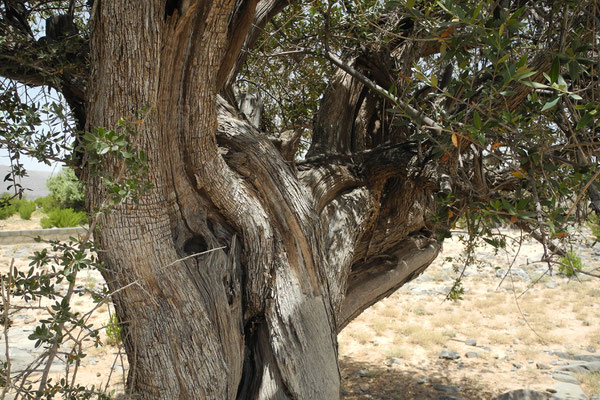 Olive tree