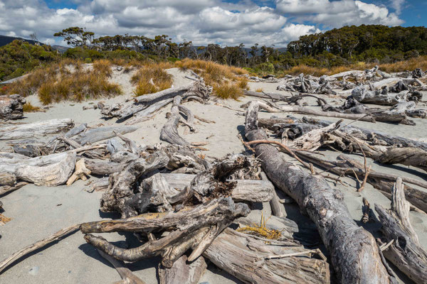 Wind-shorn coastal forest 