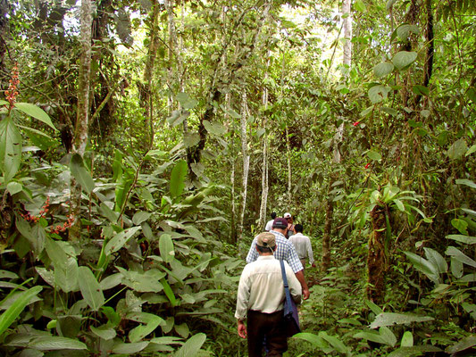 Exploring the forest resources with villagers