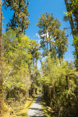 Ancient forest of NZ tallest tree, the kahikatea (white pine)