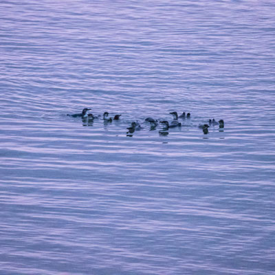 The Little Blue Penguins (Maori: korora) arriving at dusk after a day at sea