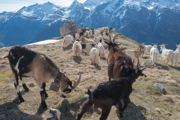 Kaschmir (ValCash)- und Walliser Schwarzhalsziegen auf der Sommeralm in 2000 m