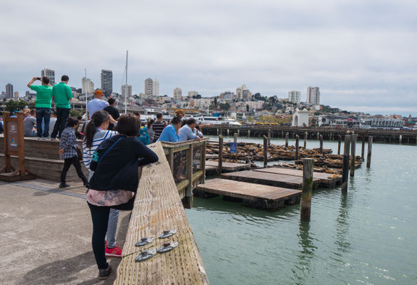 Watching the famous Sea Lions at Pier 39