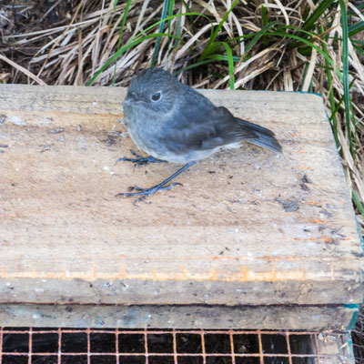 South Island Robin, Toutouwai