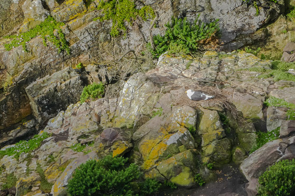 A breeding gull and ...a rabbit