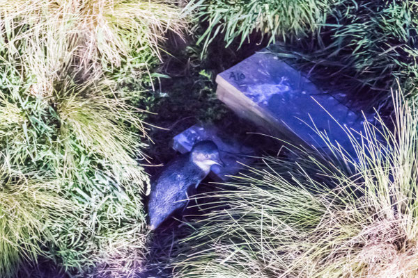 finally arriving at the nest to feed the chicks or roost
