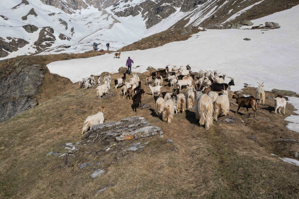 Abstieg zur Almhütte