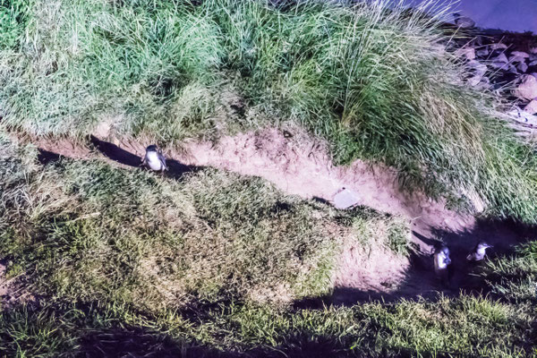 ...highway to the nest in the higher grassland