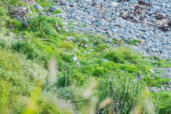 in the grass, and again ....a rabbit