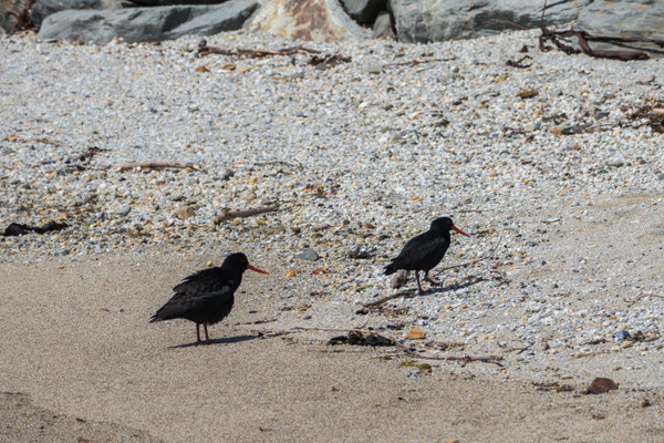 The All Black Oystercatcher/Torea Pango