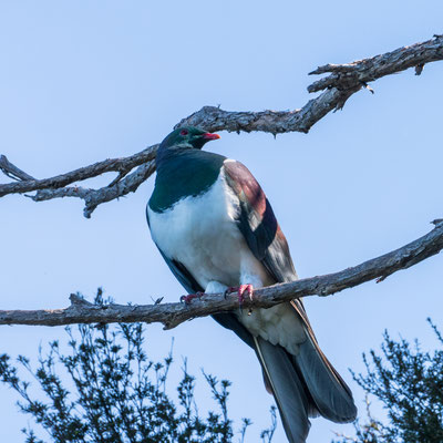 Wood Pigeon, Kereru, endemic to New Zealand