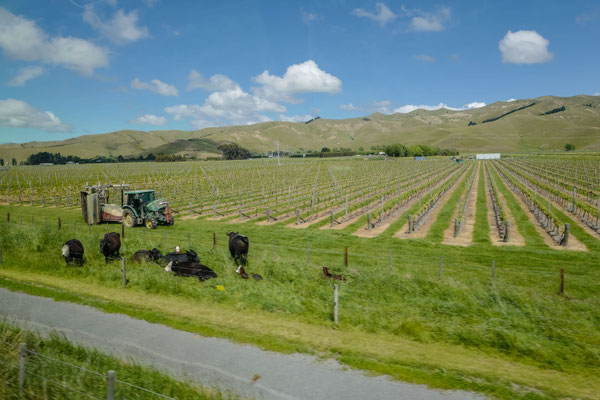 Vineyards near Blenheim in the heart of wine-growing Marlborough