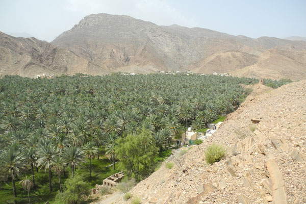 Oasis near Nizwa