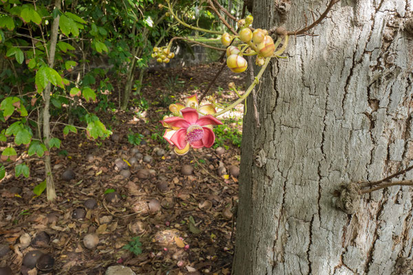 Foster Botanical Garden