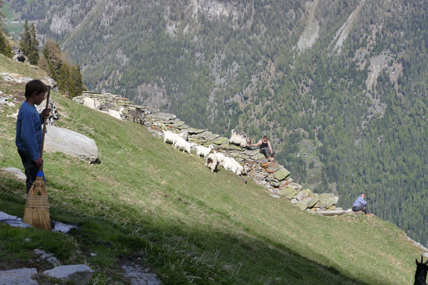 Blick über die Sommeralpe ins Mattertal