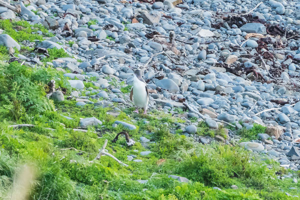 ...and heading towards the nest...