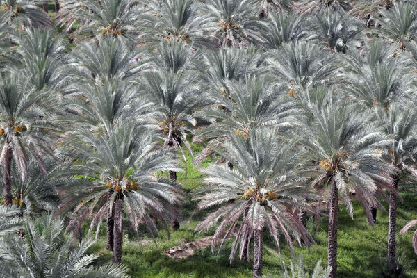 Palm garden