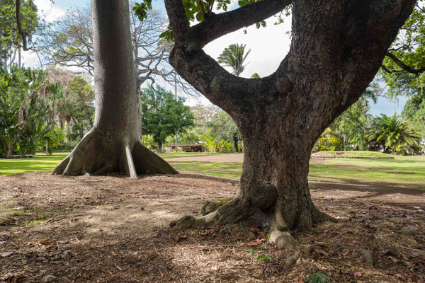 Exceptional trees in the botanical garden