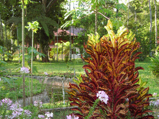 Jungle Lodge, Jardín Aleman, near Tena