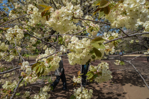 Spring blossom season