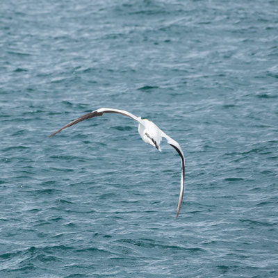 Enriched by twice-daily tides, estuaries are rich feeding grounds for seabirds like gannets (Takapu)