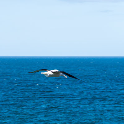 The Royal Albatross