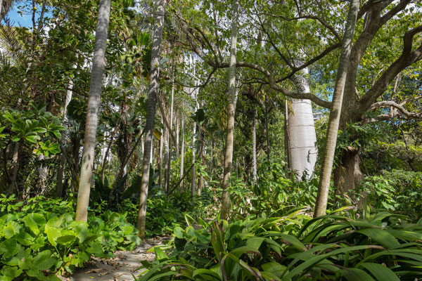 Honolulus best-kept secret: Foster Botanical Garden, established in the 1850s by W.Hillebrand, a physician and botanist