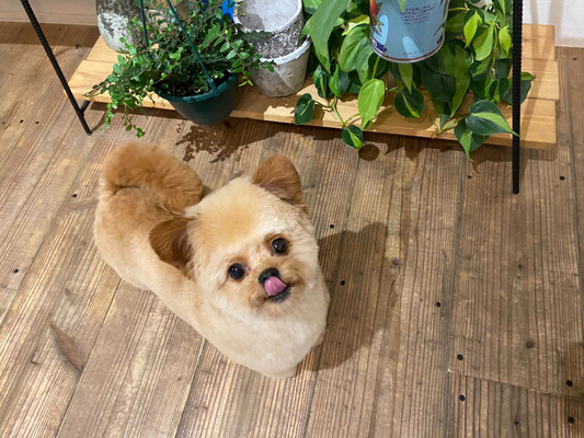 DOGSALONSEALY　ドッグサロンシーリー　南青山トリミングサロン　表参道トリミングサロン　港区トリミングサロン　トリミングサロン　隠れ家トリミングサロン　射手今日子