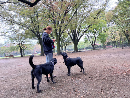 DOGSALONSEALY　ドッグサロンシーリー　表参道　南青山　外苑前　トリミングサロン　射手今日子　プードル 　トリマー　