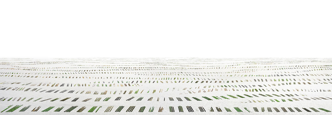 Huitrage, Frankreich,  Lambda-Print auf Dibond hinter Acryl, Ed. 5 54 x 180 cm
