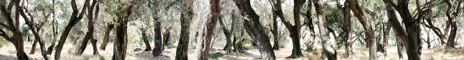 Boscomare, Italien, 2012, Lambdaprint/Diasec hinter Acryl, Ed. 5 25 x 200 cm