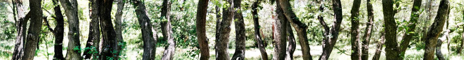 Gigondas, Frankreich, 2011, Lambdaprint/Diasec hinter Acryll Ed. 5 25 x 200 cm