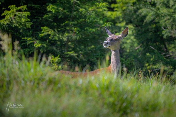 Rotwild im Sommer