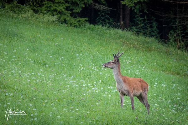 Junger Hirsch im Sommer