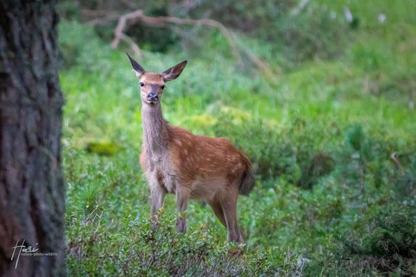 Rotwild Kalb im Herbst