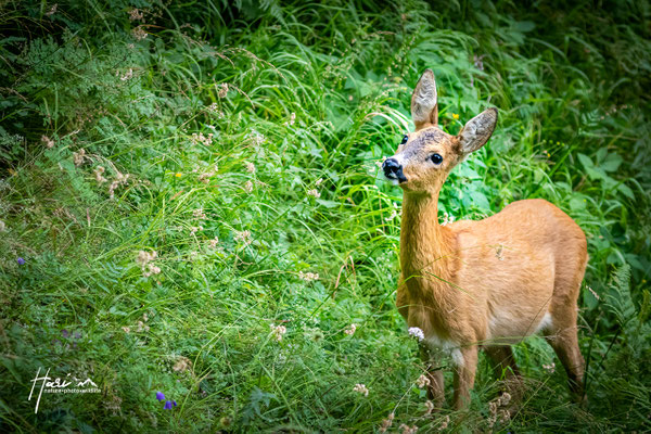 Rehwild im Sommer
