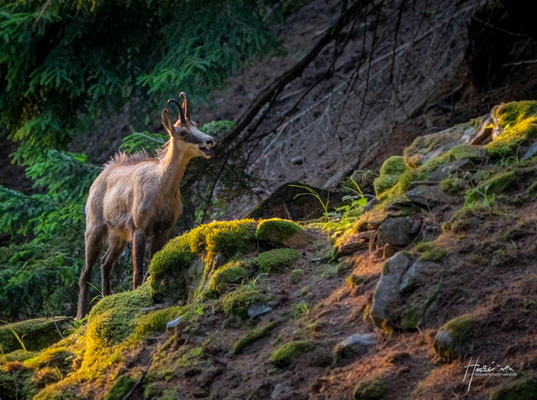 Gamsbock im Sommer