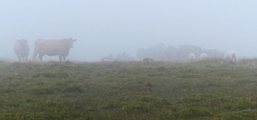 Kühe und Schafe im Nebel