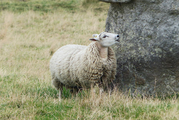 Die Schafe kuscheln sich an die warmen und Schutz gebenden Steine.