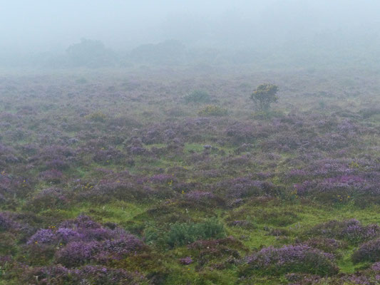 Nebel im Dartmoor