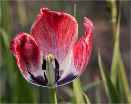 Tulpe, verblüht (Tulipa)  2011  | Canon EOS 50D  100 mm 1/320 Sek.  f/8,0  ISO 400