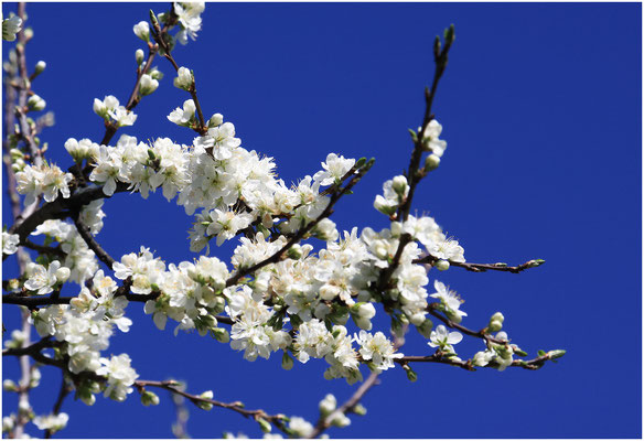 Vogel-Kirsche (Prunus avium) 2011  | Canon EOS 50D  105 mm 1/800 Sek.  f/6,3  ISO 100