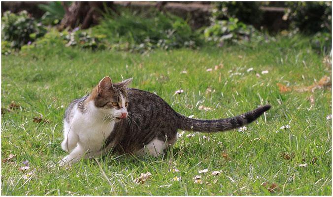 Hauskatze (Felis sylvestris f. catus knitzii) 2011 | Canon EOS 50D 100 mm 1/800 Sek. f/5,6 ISO 200