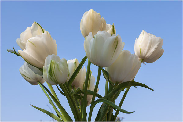 Tulpe (Tulipa) 2011 | Canon EOS 50D  32 mm 1/160 Sek. f/8,0 ISO 100