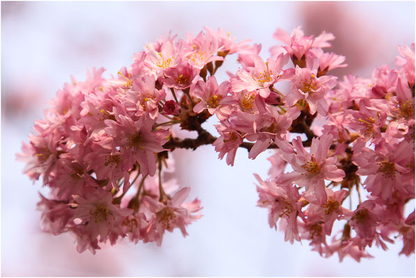 Japanische Blütenkirsche (Prunus serrulata) 2009 | Canon EOS 50D 105 mm  1/400 Sek.  f/5,6  ISO 200