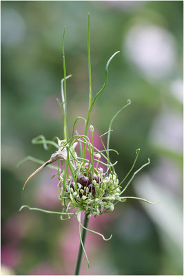 Zierlauch (Allium) 2009 | EOS 50D  121 mm  1/200 Sek.  f/4,5  ISO 100