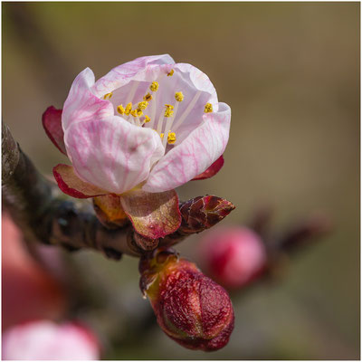 Aprikose (Prunus armeniaca) 2014 | Canon EOS 6D  100 mm  1/160 Sek.  f/11  ISO 100