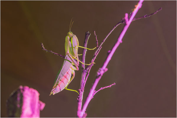 Europäische Gottesanbeterin (Mantis religiosa) unter UV Licht 2016 | Canon EOS 6D  105 mm 4,0 Sek. f/10 ISO 100