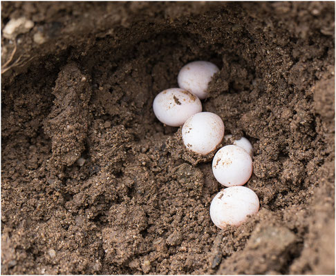 Eidechseneier, versehentlich freigelegt und gleich wieder eingegraben 2013 | Canon EOS 6D  100 mm  1/400 Sek.  f/6,3  ISO 800