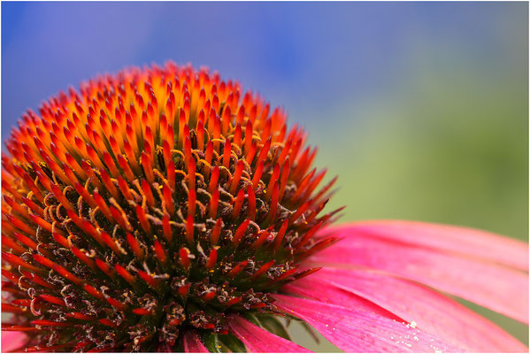 Roter Sonnenhut (Echinacea purpurea) 2011 | Canon EOS 50D  100 mm 1/80 Sek.  f/6,3  ISO 200
